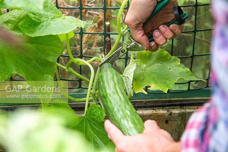 Harvesting Cucumber 'Tiffany'. 