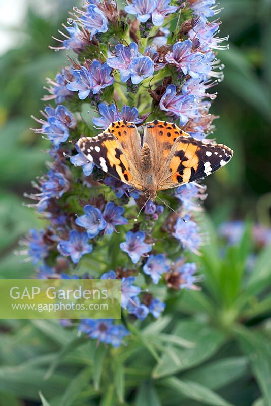 Viper's Bugloss, Echium vulgare with Painted Lady Vanessa cardui butterfly