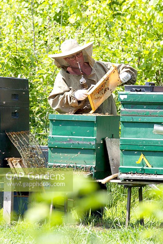 Beekeeper, fully dressed, with beesmoker searching for the queenbee in the honeyframe removed from the beehive.
