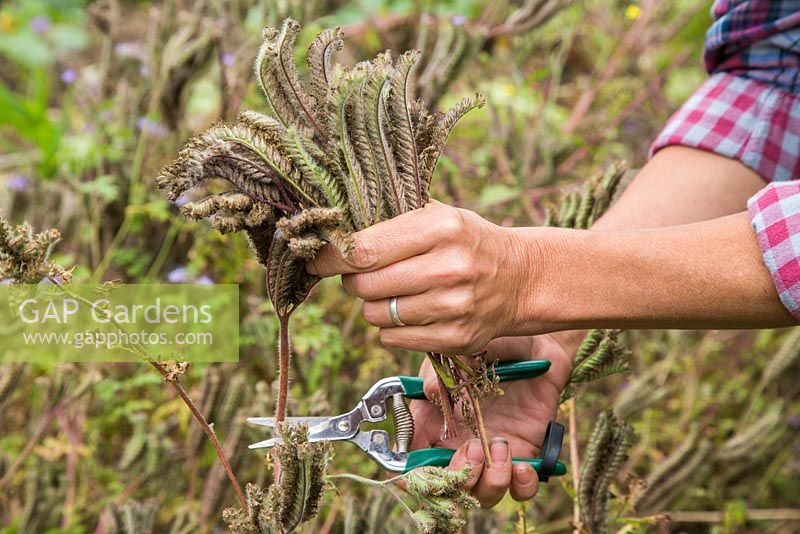 Gathering seed heads from Phacelia.