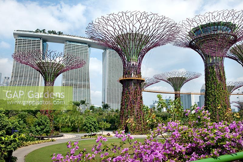 The Supertree Grove, aerial walkways and Marina Bay Sands hotel, Gardens by the Bay, Singapore