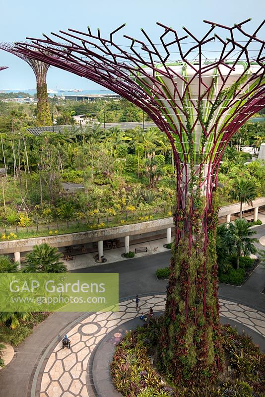 The Supertree Grove and aerial walkways, Gardens by the Bay, Singapore