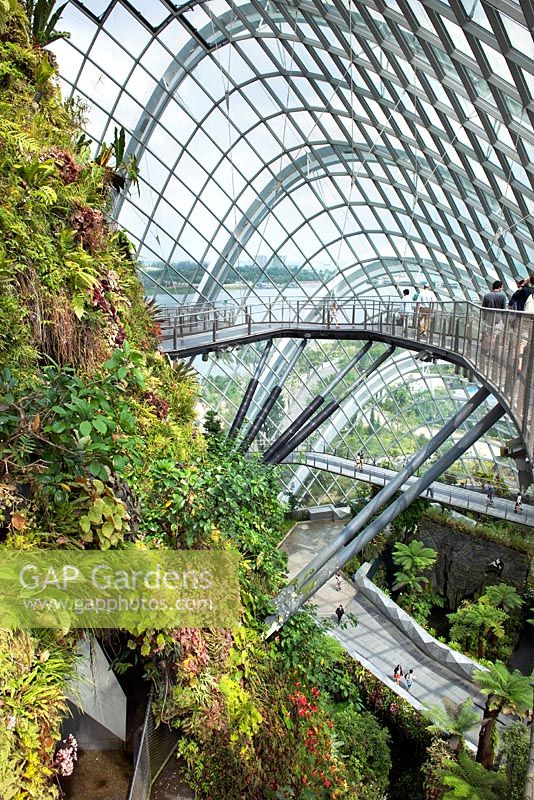 The 35-metre tall planted walls and aerial walkway in the Cloud Forest, Gardens by the Bay, Singapore