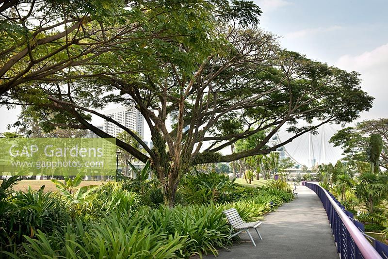  Samanea saman - Rain tree at Gardens by the Bay, Singapore