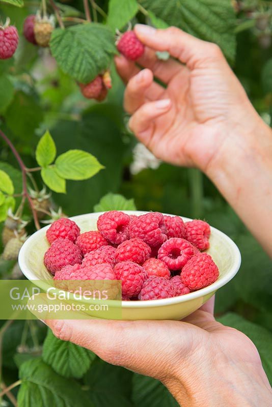 Picking fruit of Raspberry 'Glen Magna'