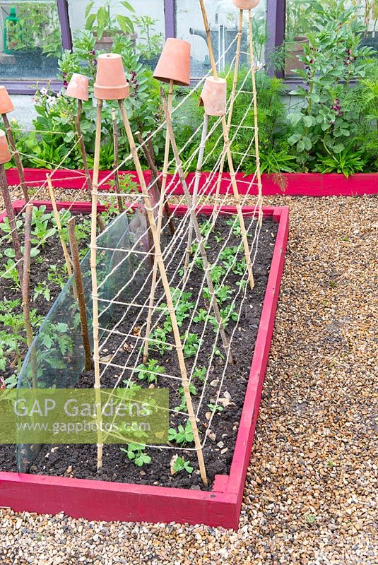 Transplanting peas. Small raised beds in mid June, with peas, 'Kelvedon Wonder', in tray ready for transplanting. 