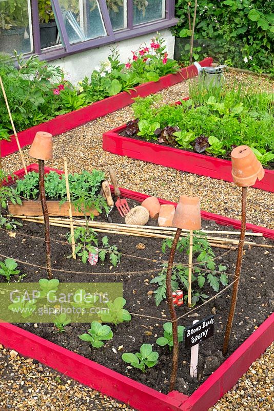 Small raised beds with broad bean plants, 'greeny' and outdoor tomato plants, England, June