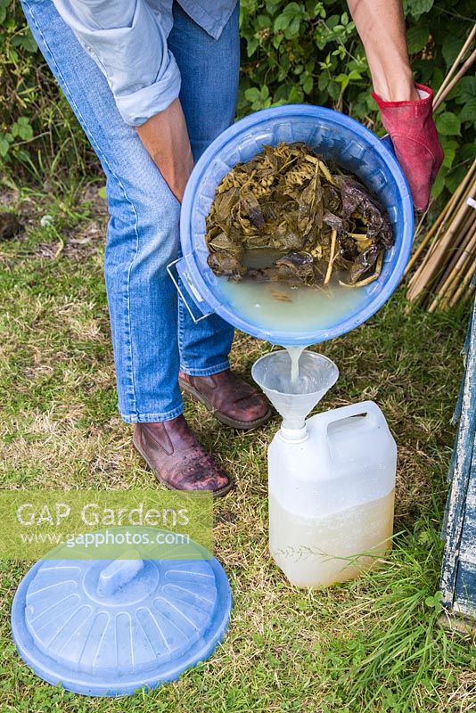 Pouring liquid of the decomposed comfrey into containers.
