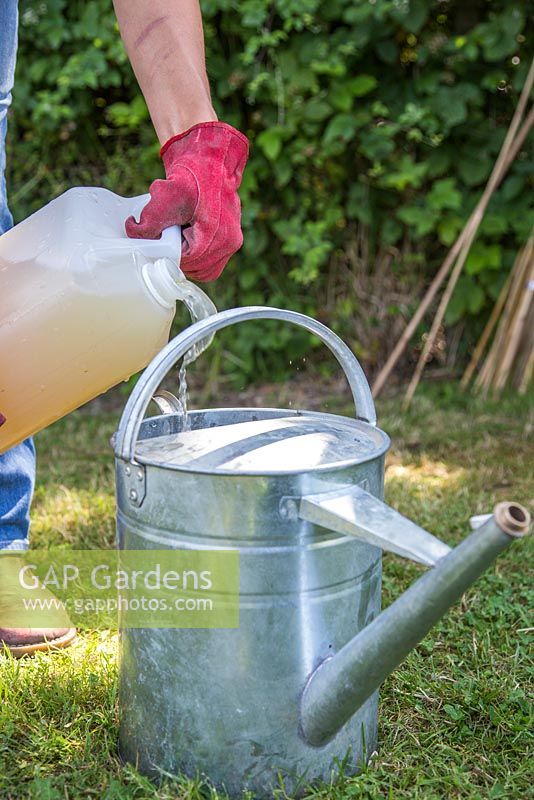Adding a small amount of comfrey liquid feed to a watering can filled with water.