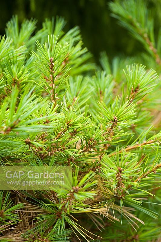 Pinus strobus 'Minima'. Windy Ridge, Little Wenlock, Shropshire, UK