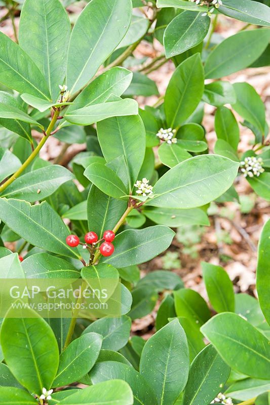 Skimmia japonica 'Ruby Dome'. Sir Harold Hillier Gardens, Ampfield, Romsey, Hants, UK