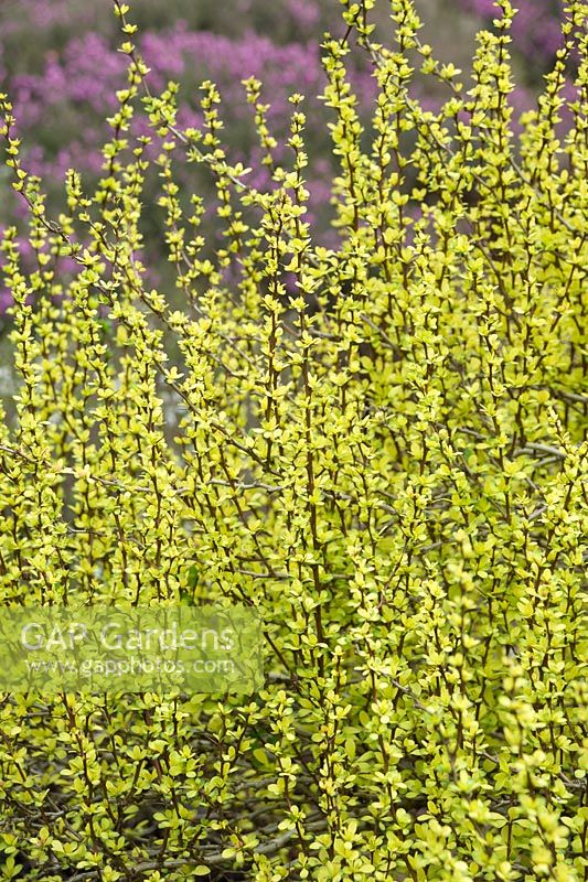 Berberis thunbergii 'Pow-Wow'. Sir Harold Hillier Gardens, Ampfield, Romsey, Hants, UK
