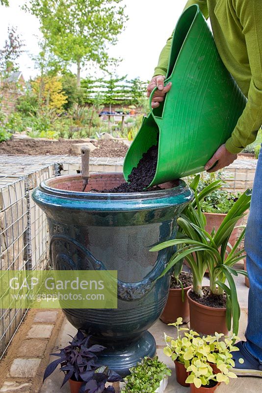 Filling large French pot with compost. 