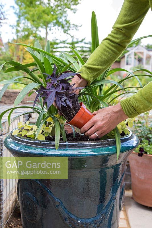 Removing Ipomoea 'Black Tone' from pot