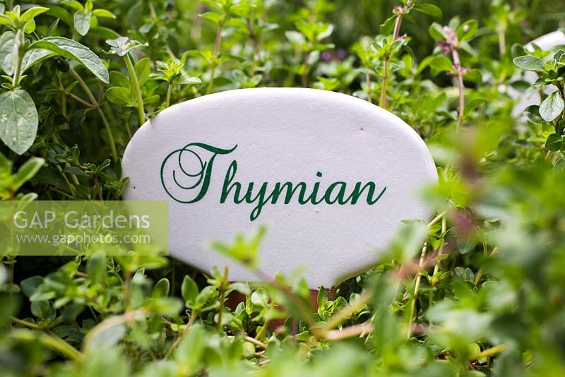 German plant label for Thymus. Thymian