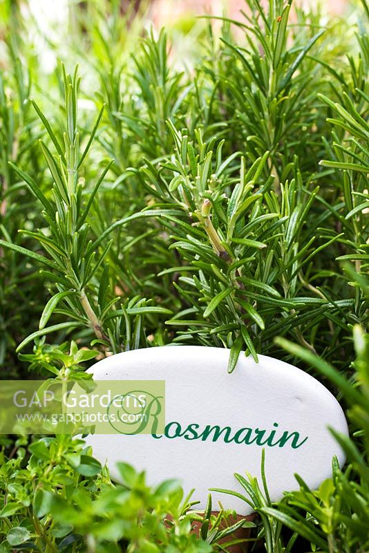 German plant label for Rosemary 'Fota Blue'. Rosmarin 