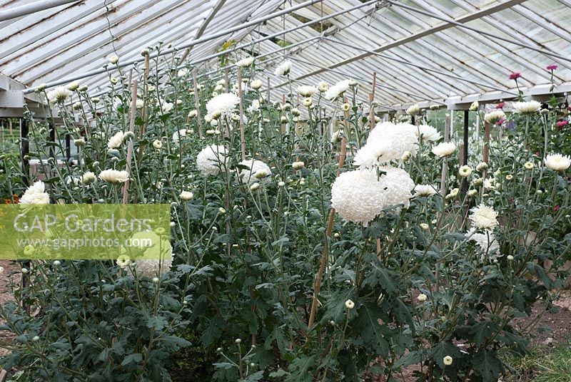 White Chrysanthemum in greenhouse, grown for cutting - Ston Easton Park, Somerset