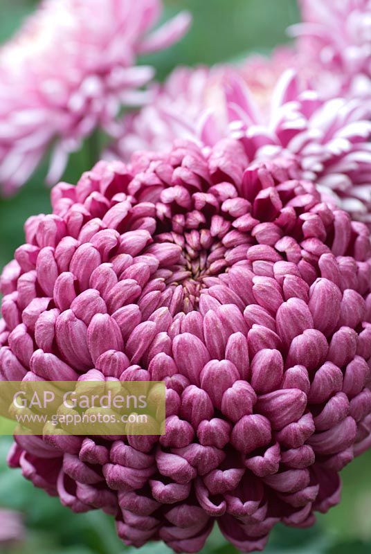 Pink incurved Chrysanthemum