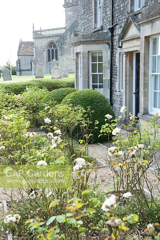 Front of the house features Rosa Winchester Cathedral = 'Auscat' underplanted with Mexican daisy, Erigeron karvinskianus. Old Rectory, Batcombe, Somerset, UK