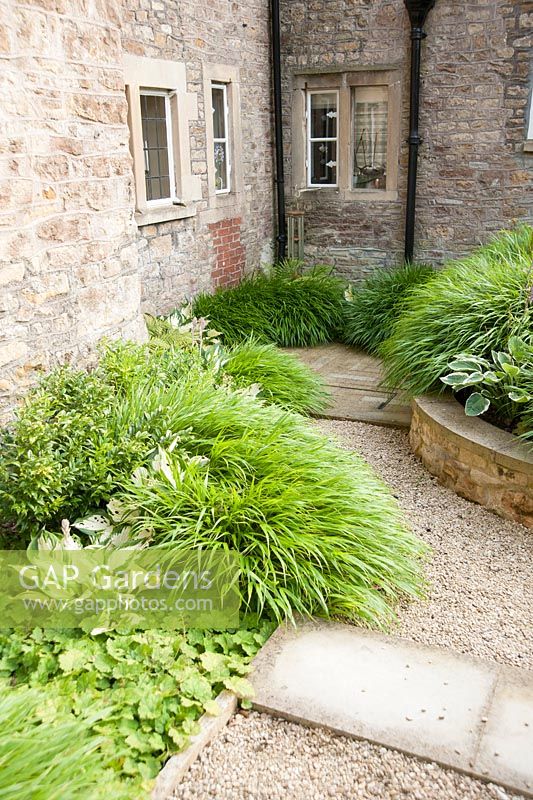 Shady sunken area beside the house planted with Hakonechloa macra, hostas and winter box, sarcococca. Old Rectory, Batcombe, Somerset, UK