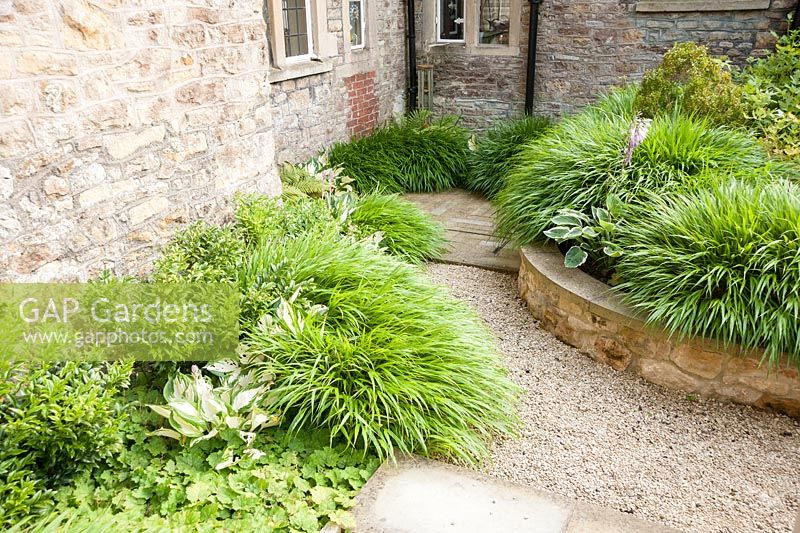 Shady sunken area beside the house planted with Hakonechloa macra, hostas and winter box, sarcococca. Old Rectory, Batcombe, Somerset, UK