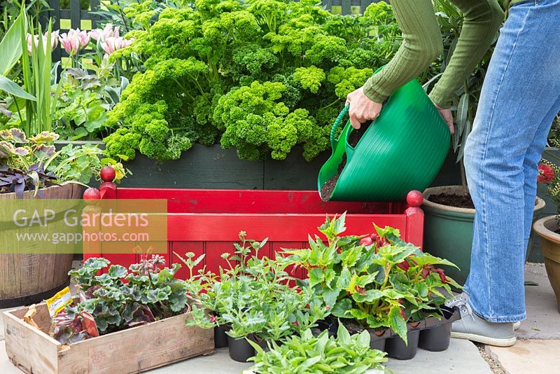 Adding compost to container. Plants include Begonia, Geranium 'Abelina' pac series, Calibrachoa 'Hot Orange' Aloha Kona series, Petunia and Verbena 'Dark Red' Empress series.