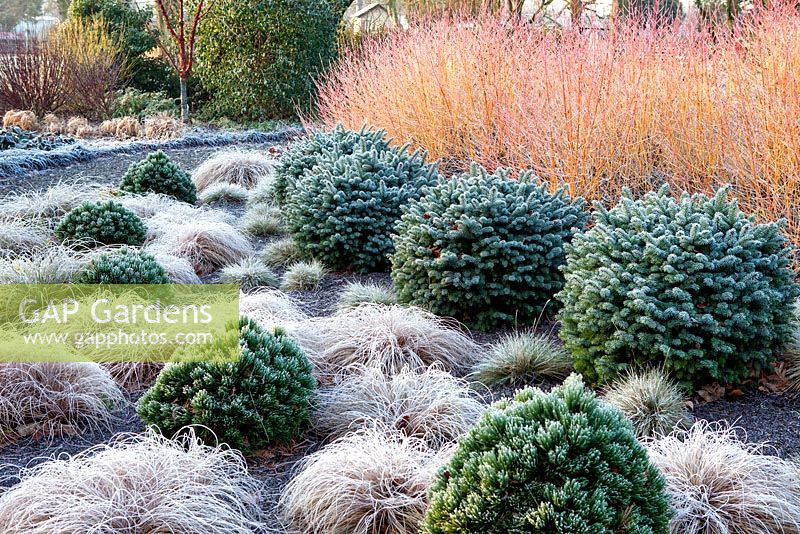 View of a border at The Winter Garden covered in frost at The Bressingham Gardens, Norfolk. January.