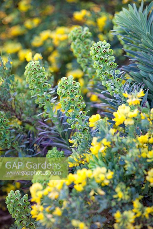 Euphorbia characias subsp. wulfenii 'Lambrook Gold' and Coronilla valentina subsp. glauca. Perennial and shrub assocation.