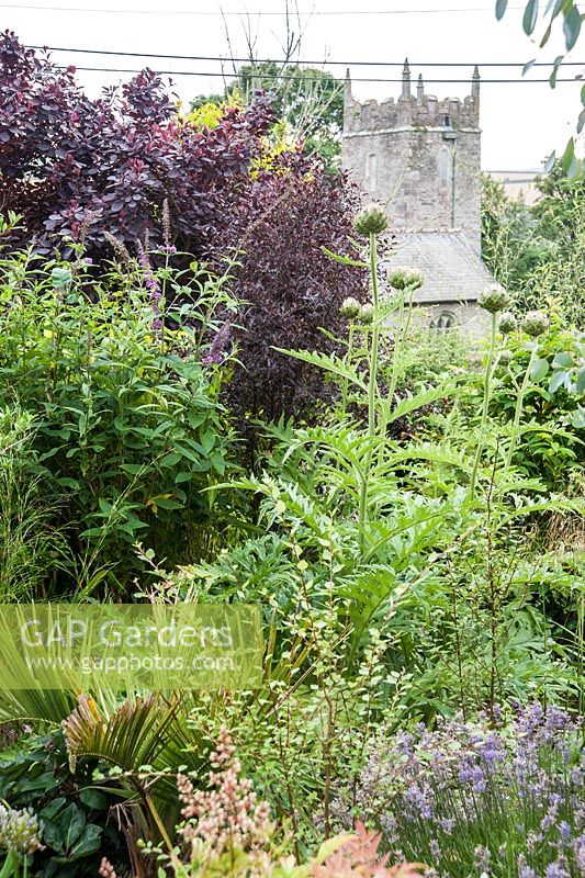 Borrowed view of the tower of the church of St Rumonus, framed with Cotinus coggygria 'Royal Purple' and globe artichokes. Parc-Lamp, Ruan Lanihorne, Truro, Cornwall, UK