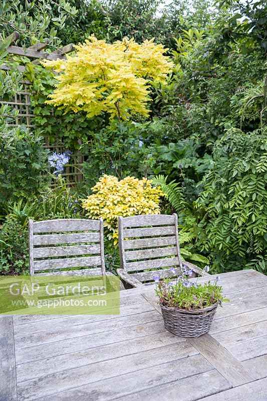 Wooden table and chairs in a sunken seating area are surrounded by interesting foliage plants including golden Choisya ternata Sundance = 'Lich', olive trees, a weeping pagoda tree, Sophora japonica 'Pendula' and Robinia pseudoacacia 'Frisia'. Parc-Lamp, Ruan Lanihorne, Truro, Cornwall, UK