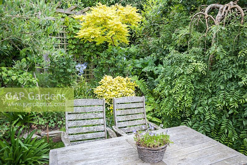 Wooden table and chairs in a sunken seating area are surrounded by interesting foliage plants including golden Choisya ternata Sundance = 'Lich', olive trees, a weeping pagoda tree, Sophora  japonica 'Pendula' and Robinia pseudoacacia 'Frisia'. Parc-Lamp, Ruan Lanihorne, Truro, Cornwall, UK