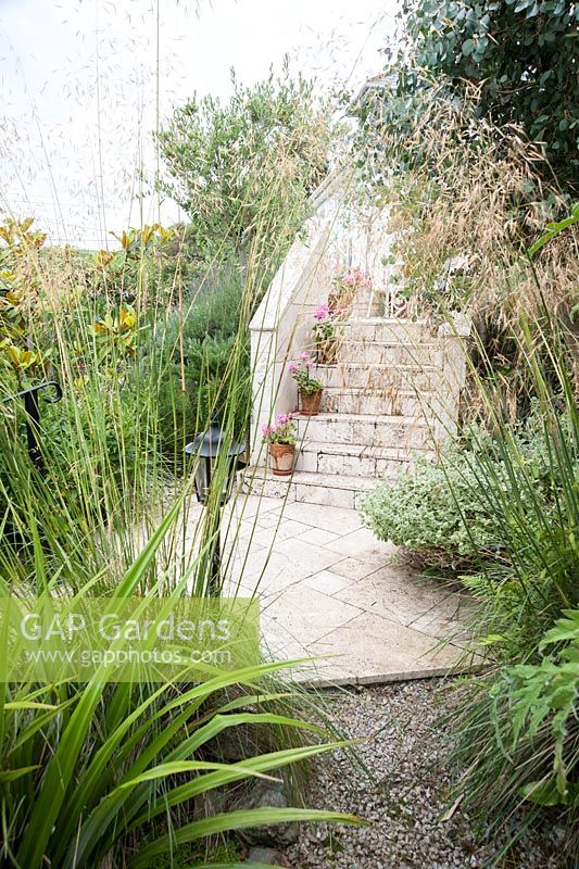 Transparent veil of golden oat grass, Stipa gigantea, crossing the path leading between white travertine steps and the summerhouse. Parc-Lamp, Ruan Lanihorne, Truro, Cornwall, UK