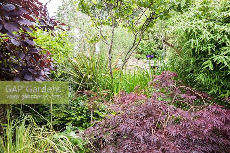 Glimpse into another area of the garden is framed by foliage plants including acer, bamboo, cotinus and cercidiphyllum. Parc-Lamp, Ruan Lanihorne, Truro, Cornwall, UK