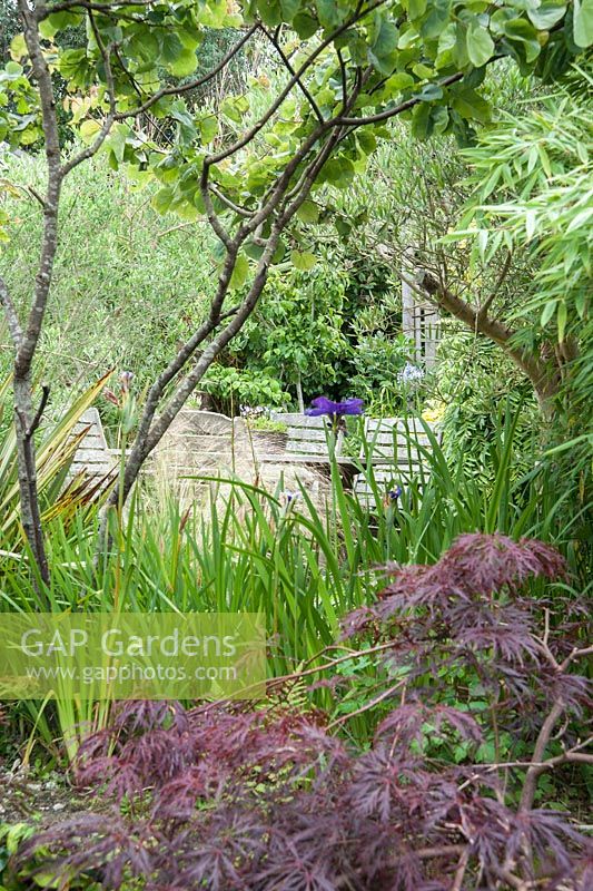 Glimpse into area of the garden framed by foliage plants including acer. Parc-Lamp, Ruan Lanihorne, Truro, Cornwall, UK