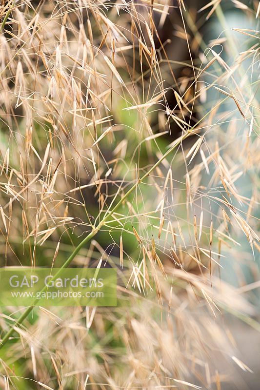 Stipa gigantea, golden oat grass. Parc-Lamp, Ruan Lanihorne, Truro, Cornwall, UK