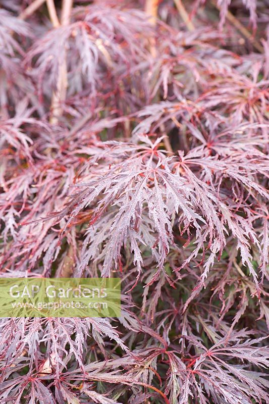 Deep purpley red form of Acer palmatum dissectum. Parc-Lamp, Ruan Lanihorne, Truro, Cornwall, UK