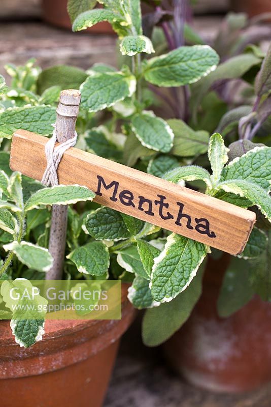 Label used for Mentha. 