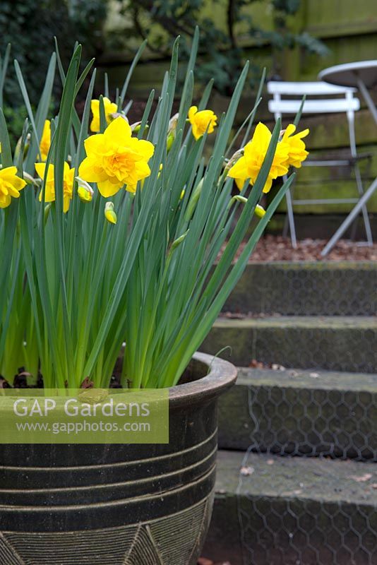 Container with Narcissus 'Double Smiles' on terraced steps
