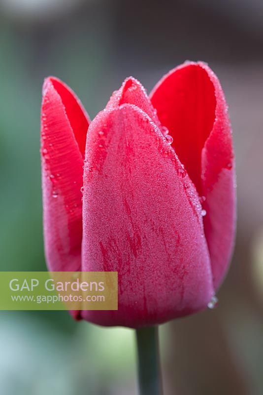 Tulipa 'Escape', early morning dew