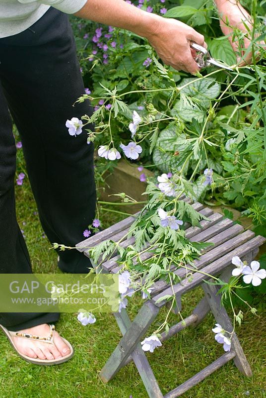 Cutting back Geranium pratense 'Silver queen' in garden border 