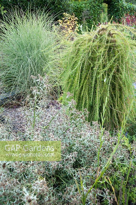 Larix decidua 'Puli' in the gravel garden surrounded by Eryngium variifolium, grasses including variegated miscanthus and cotinus -  Windy Ridge