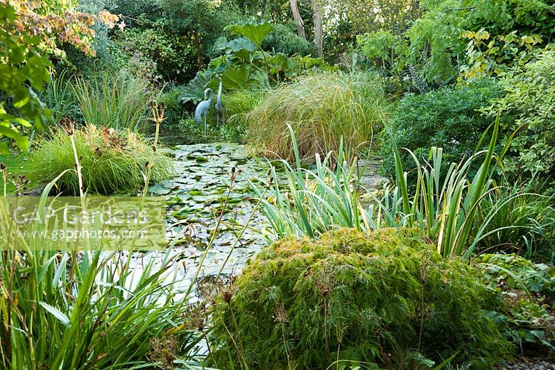 Pond in back garden with heron sculptures and planting including Gunnera manicata, acers and Eryngium agavifolium - Windy Ridge