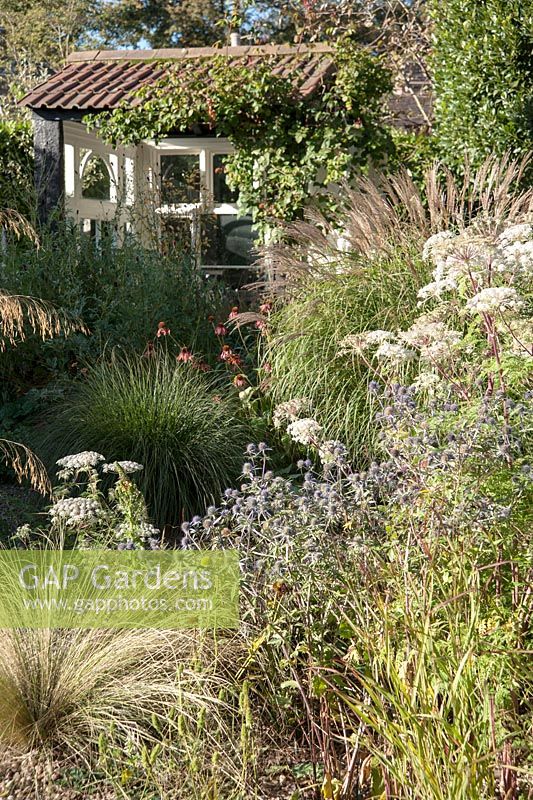 The gravel garden is planted with a range of grasses, herbaceous perennials and shrubs including miscanthus, blue Eryngium planum 'Tetra Blau', echinaceas and Selinum wallichianum - Windy Ridge