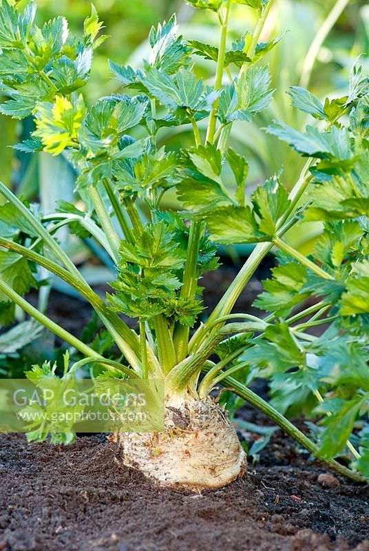 Apium graveolens var. rapaceum 'Monarch' - Celeriac ready to dig up