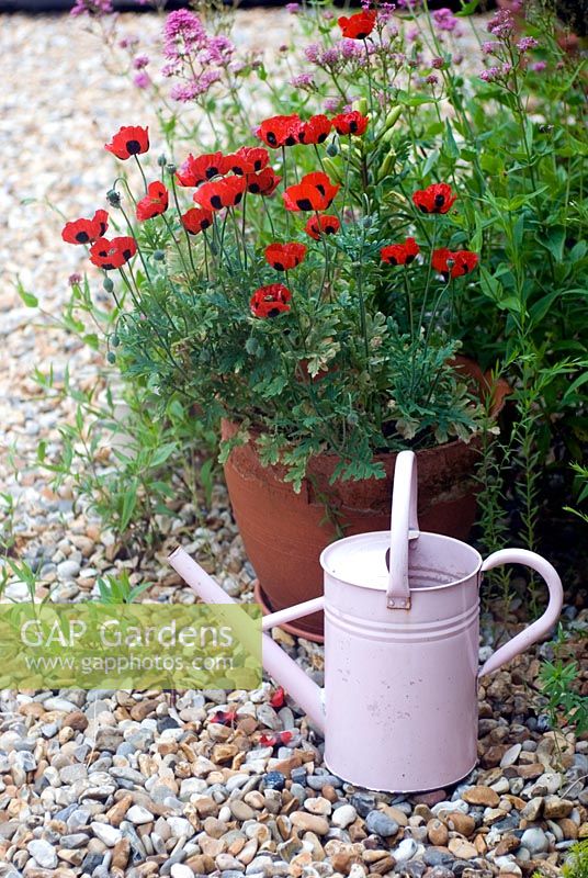 Pot of red ladybird Poppy with pink Valerian and watering can on shingle patio