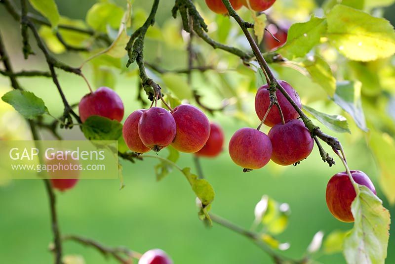 Fruit of Malus 'Striped Beauty' in Autumn