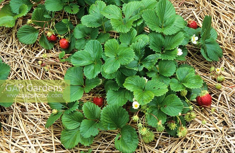 Strawberry 'Mana des Bois' with straw mulch