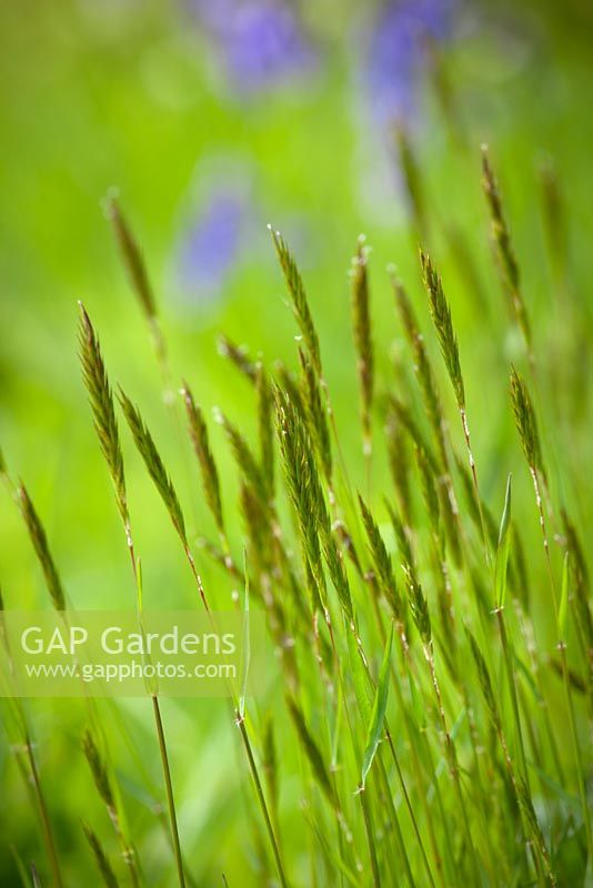 Sweet Vernal grass - Anthoxanthum odoratum