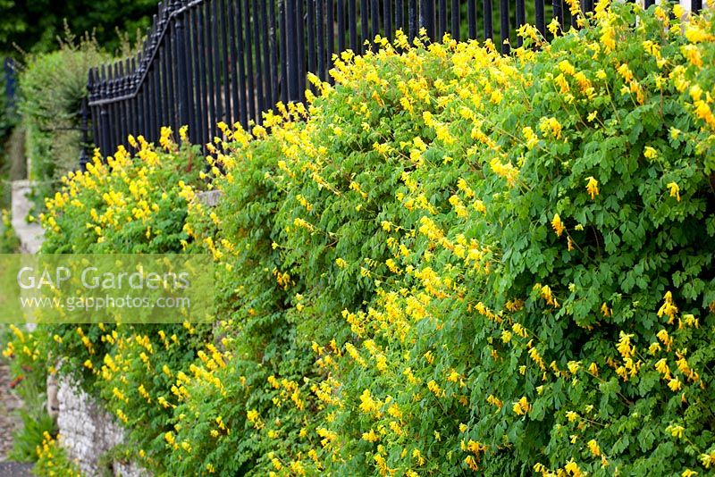 Yellow corydalis growing on a wall in Yorkshire - Corydalis lutea syn. Pseudofumaria lutea