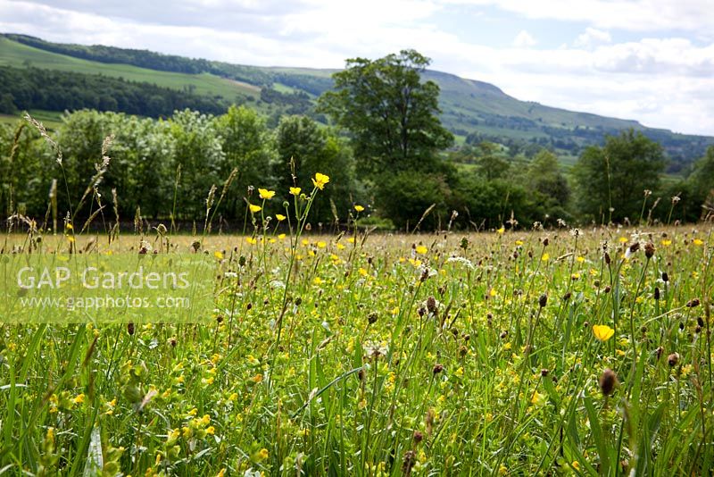 Meadow with yellow rattle, buttercups and plantains. Yorkshire